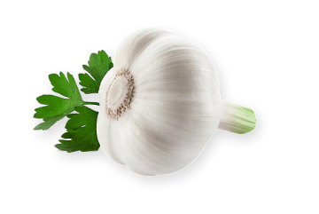 garlic
